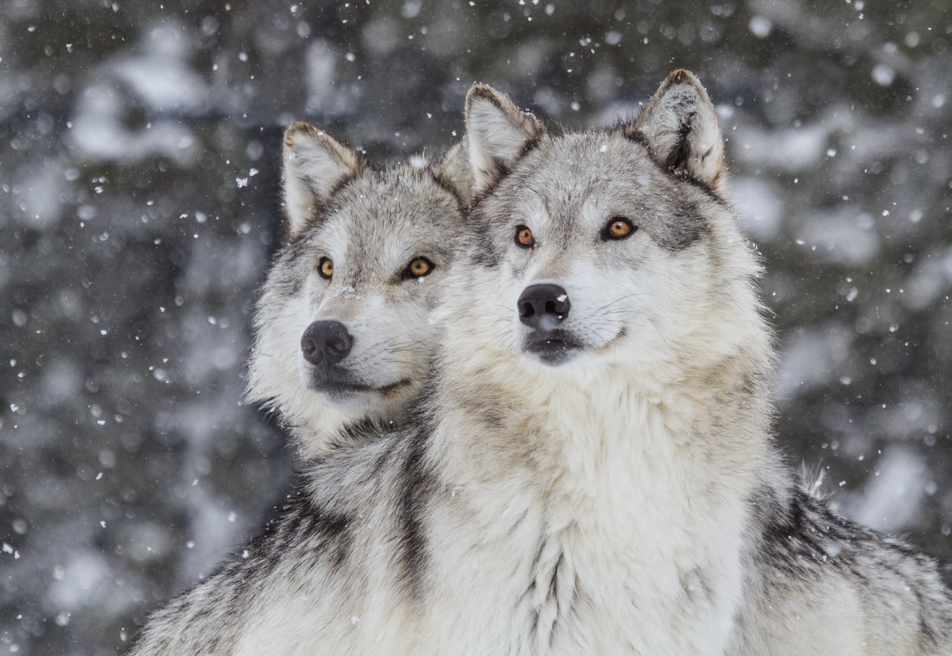 Two gray wolves in snowy woods